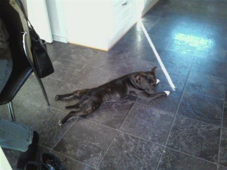 Staffordshire bull terrier Fiona billede 2