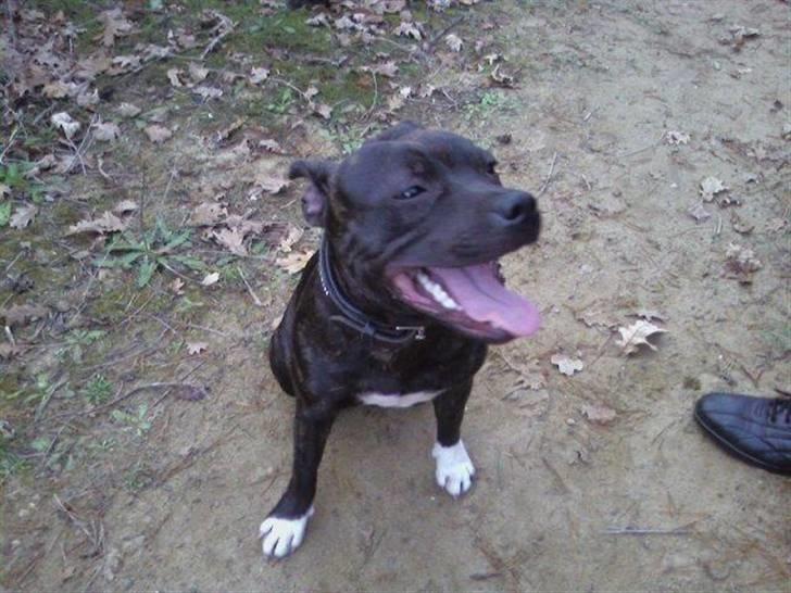 Staffordshire bull terrier Fiona billede 3