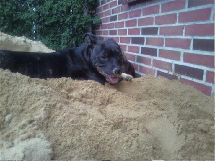 Staffordshire bull terrier Fiona billede 4