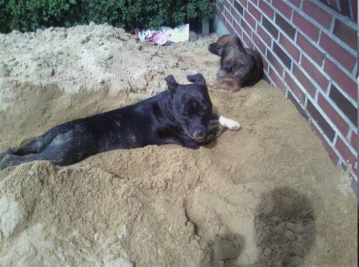 Staffordshire bull terrier Fiona billede 6