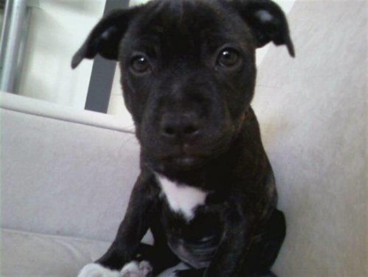 Staffordshire bull terrier Fiona billede 7