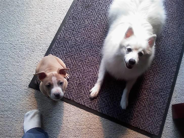 Amerikansk staffordshire terrier Freya - Freya og min anden hund Rex (Japansk spids) billede 8