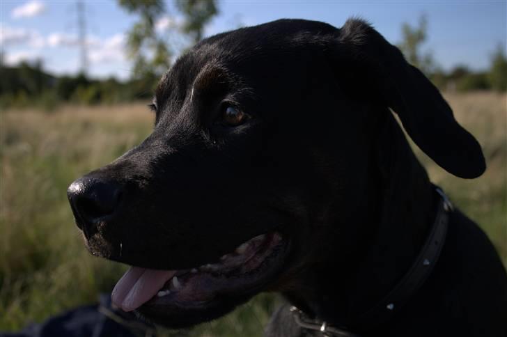 Blanding af racer GD&ROTTWEILER - Cola - billede 17