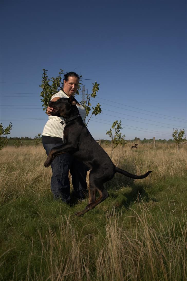 Blanding af racer GD&ROTTWEILER - Cola - billede 10