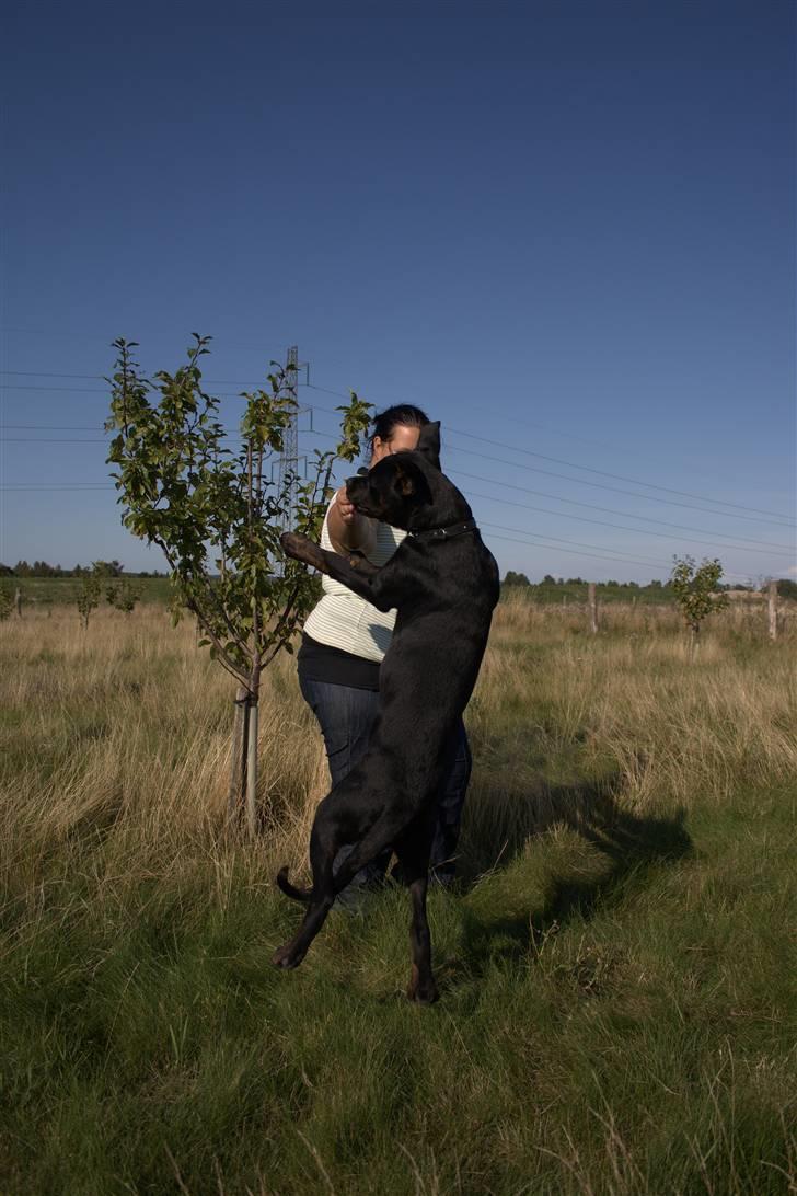 Blanding af racer GD&ROTTWEILER - Cola - billede 12