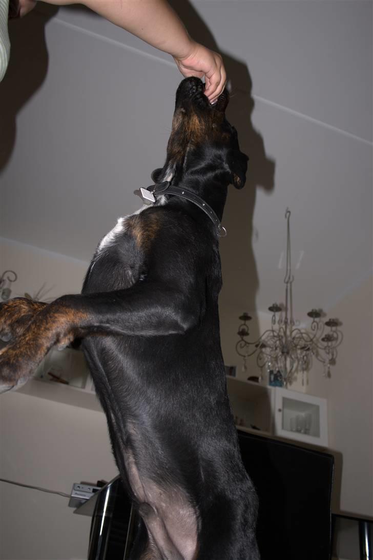 Blanding af racer GD&ROTTWEILER - Cola - billede 13