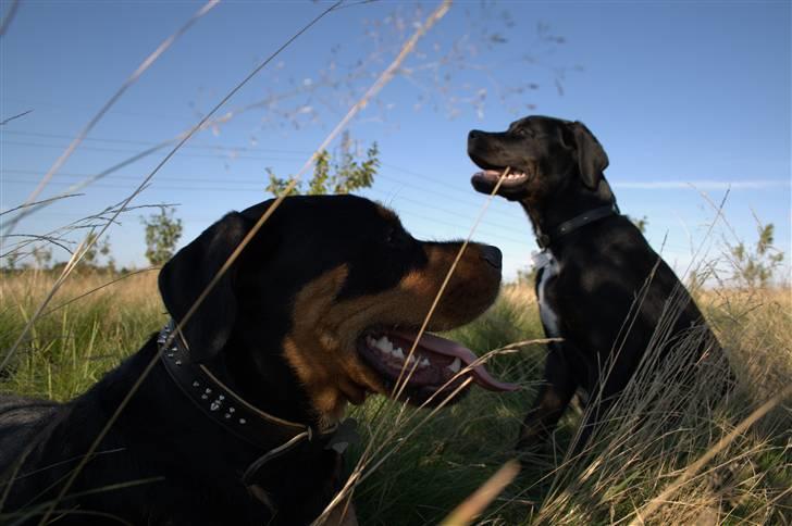 Blanding af racer GD&ROTTWEILER - Cola - billede 14