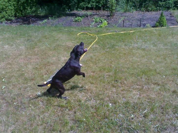 Staffordshire bull terrier Fiona billede 8