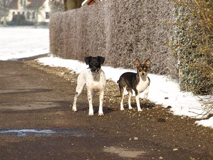 Dansk svensk gaardhund fenja billede 2
