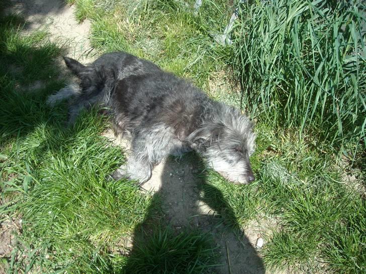 Border collie /Labrador R.I.P. Fie<3 billede 13