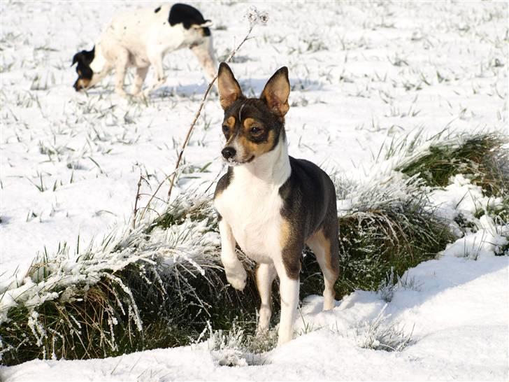 Dansk svensk gaardhund fenja billede 3