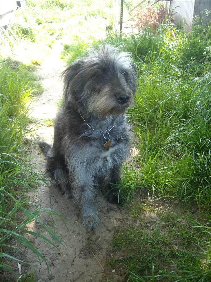 Border collie /Labrador R.I.P. Fie<3 - er jeg ikke sød billede 14