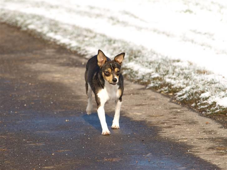 Dansk svensk gaardhund fenja billede 4