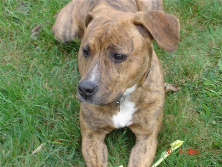 Amerikansk staffordshire terrier Terkil billede 15