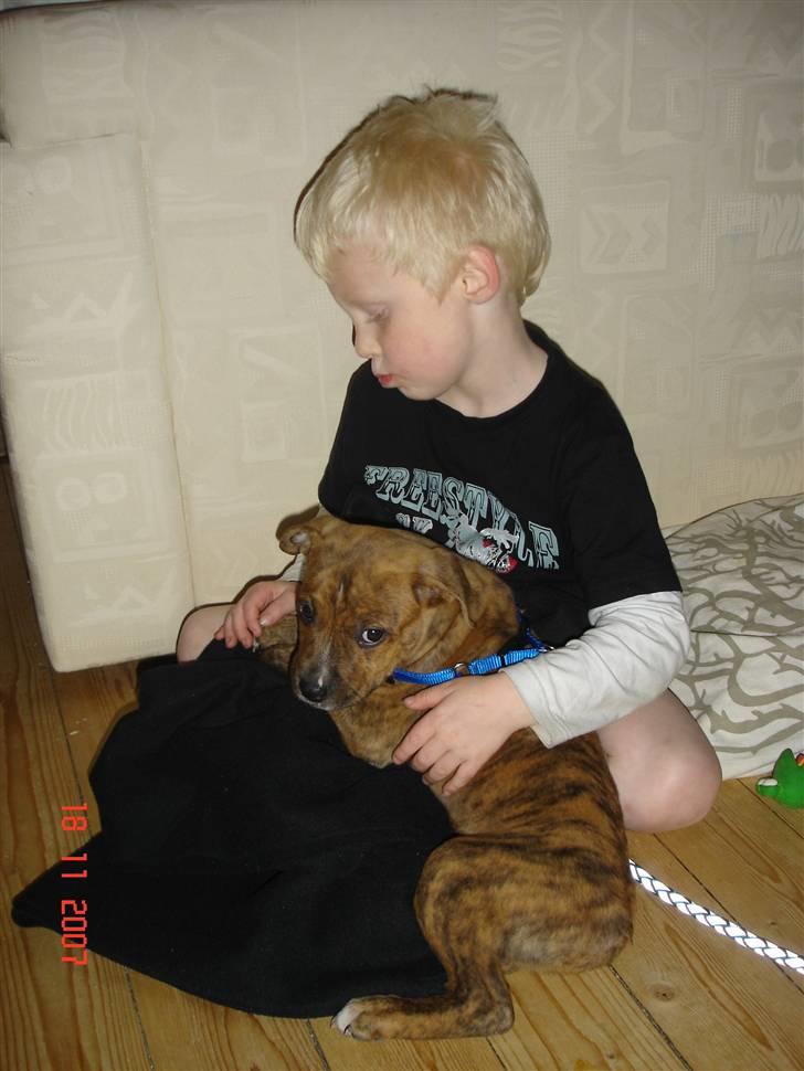Amerikansk staffordshire terrier Terkil - Zander og Baby Terkil billede 16