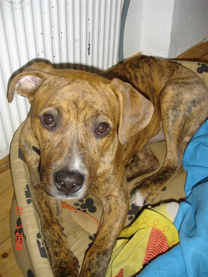Amerikansk staffordshire terrier Terkil - Jeg er bare SÅ sød... billede 17
