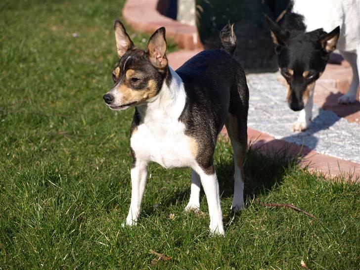 Dansk svensk gaardhund fenja billede 5