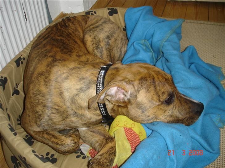Amerikansk staffordshire terrier Terkil - Afslapning.... billede 18