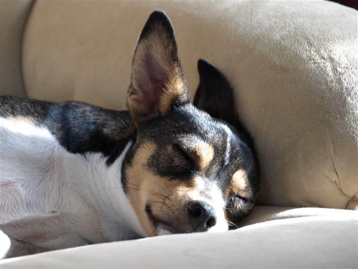 Dansk svensk gaardhund fenja billede 6