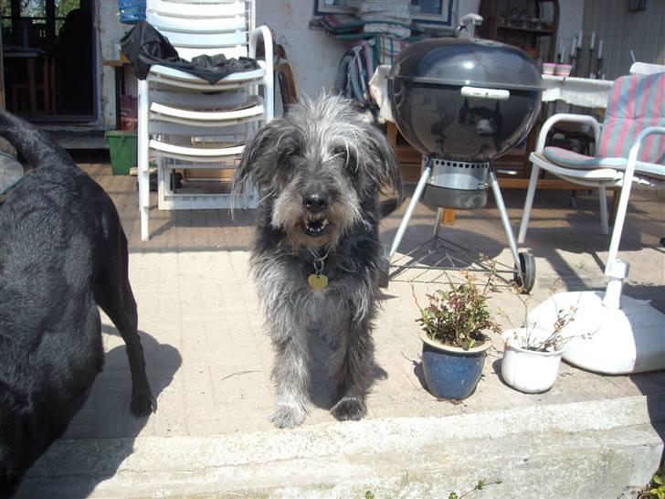 Border collie /Labrador R.I.P. Fie<3 - hej billede 15