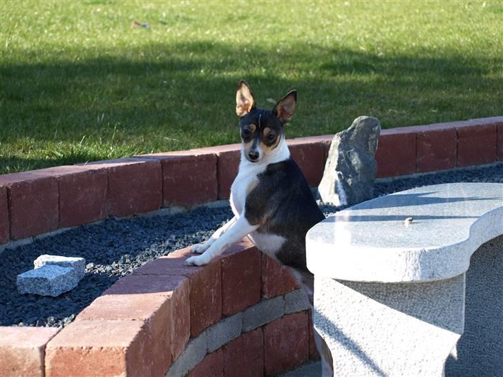 Dansk svensk gaardhund fenja billede 7