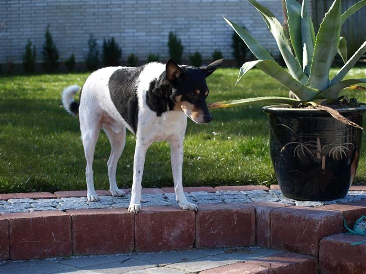 Dansk svensk gaardhund arki billede 10
