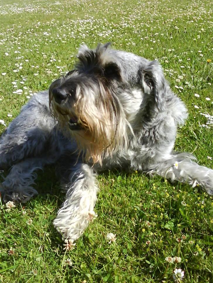 Mellemschnauzer Four Legs Danish Delight - Velkommen til Bessys profil! :D (Alle billeder er taget med en mobil med 2.0 mega pixels) billede 1