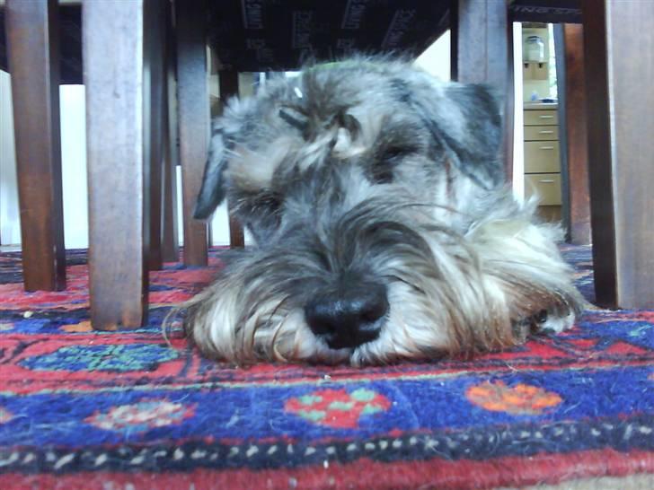 Mellemschnauzer Four Legs Danish Delight - Jeg sover billede 2