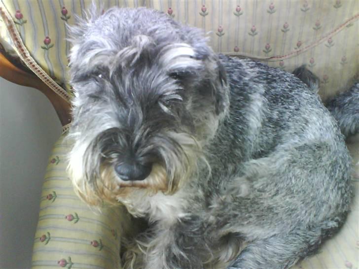 Mellemschnauzer Four Legs Danish Delight - Er jeg ikk´ nuttet? billede 3