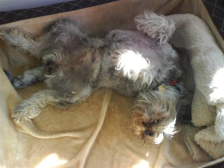 Mellemschnauzer Four Legs Danish Delight - Må man nu ikke ha´ det sjovt? billede 4