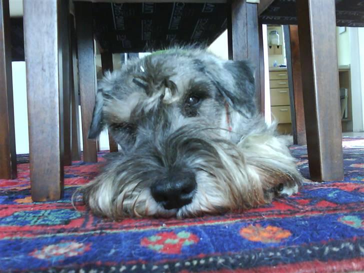 Mellemschnauzer Four Legs Danish Delight - Jeg er lige vågnet billede 5