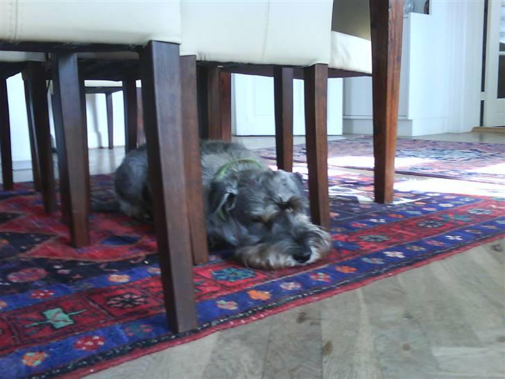 Mellemschnauzer Four Legs Danish Delight - Jeg sover billede 6