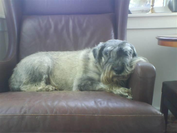 Mellemschnauzer Four Legs Danish Delight - Det kan du godt glemme, det er MIN stol! billede 7