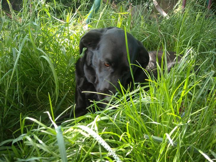 Labrador retriever /blanding Rie<3 billede 9