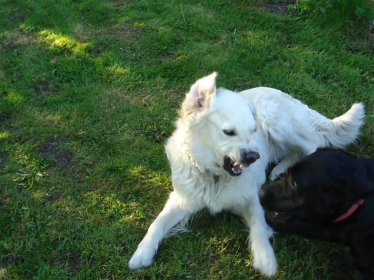 Golden retriever Mille - Her leger jeg med min bedste venninde Bella foto Celine billede 10
