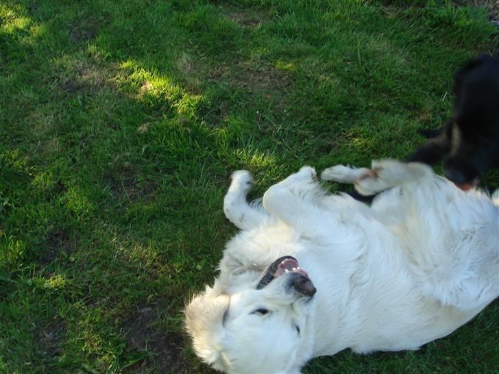 Golden retriever Mille - Mig og Bella foto Celine billede 11