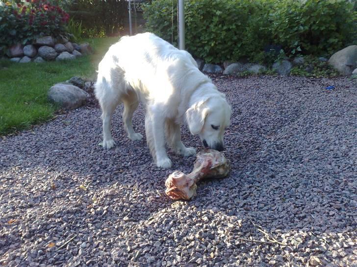 Golden retriever Mille - Mmm hun elsker kødben det er bare livet billede 12