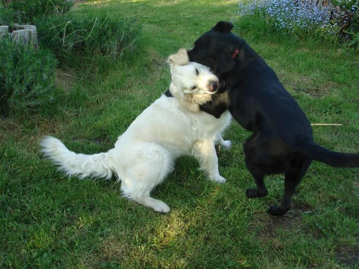 Golden retriever Mille - Leger med Bella foto Celine billede 13