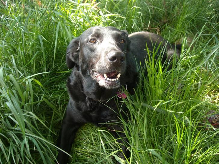 Labrador retriever /blanding Rie<3 - hej billede 10