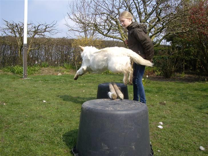 Golden retriever Mille - Jaah jeg kan da også springe billede 14