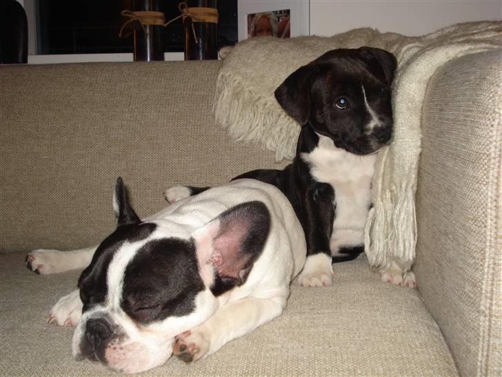 Staffordshire bull terrier Chica  (Engelsk) billede 9