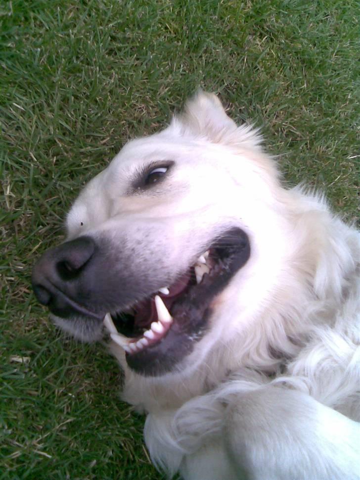 Golden retriever Mille - Skath hvor er du fjollet <3 billede 15