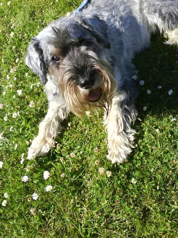 Mellemschnauzer Four Legs Dengsepigen - Velkommen til Daisys profil :D (Alle billeder er taget med en mobil med 2.0 mega pixels) billede 1