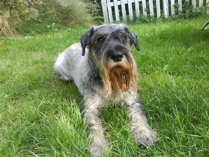 Mellemschnauzer Four Legs Dengsepigen - Hva´ er det? billede 2