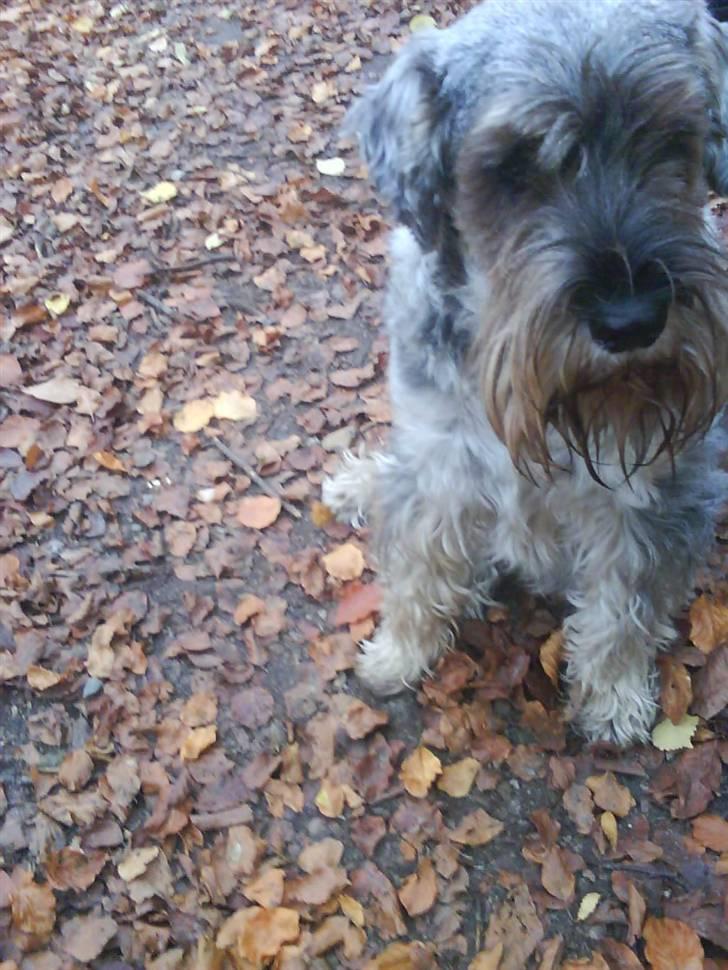 Mellemschnauzer Four Legs Dengsepigen - Daisy i skoven (: billede 3