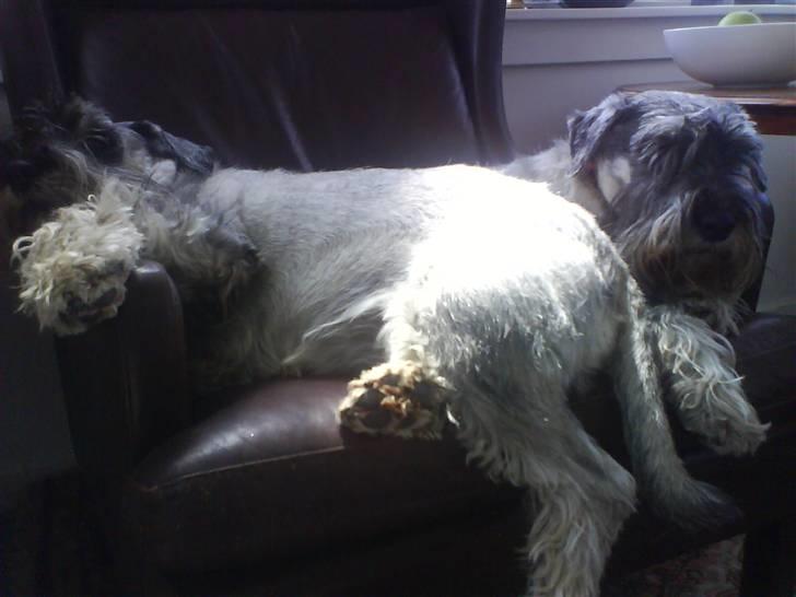 Mellemschnauzer Four Legs Dengsepigen - Øv, jeg troede ellers jeg kom først! billede 4