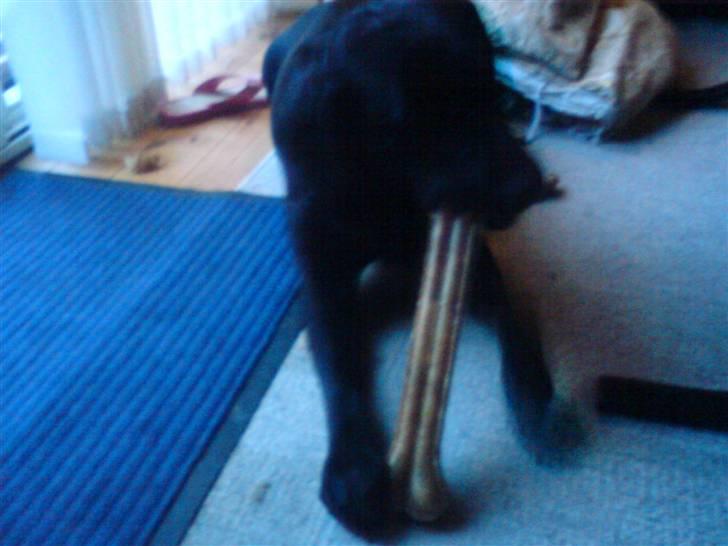 Labrador retriever Formel 1 *Fie <3* - Fødselsdags gave :D lidt sløret men sys det sku ind billede 17