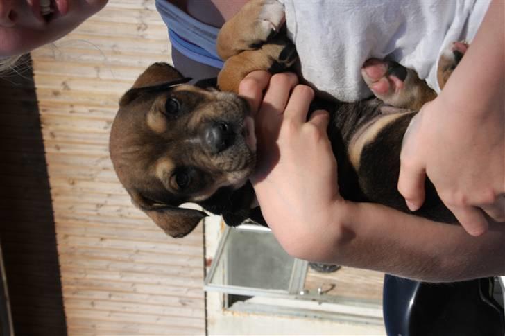 Cane corso capello  - da vi var nede at besøge vores dejlge lille hvalp  billede 3