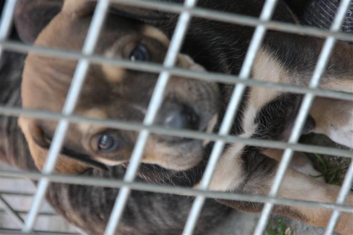 Cane corso capello  - da vi var nede og se til den lille  billede 4
