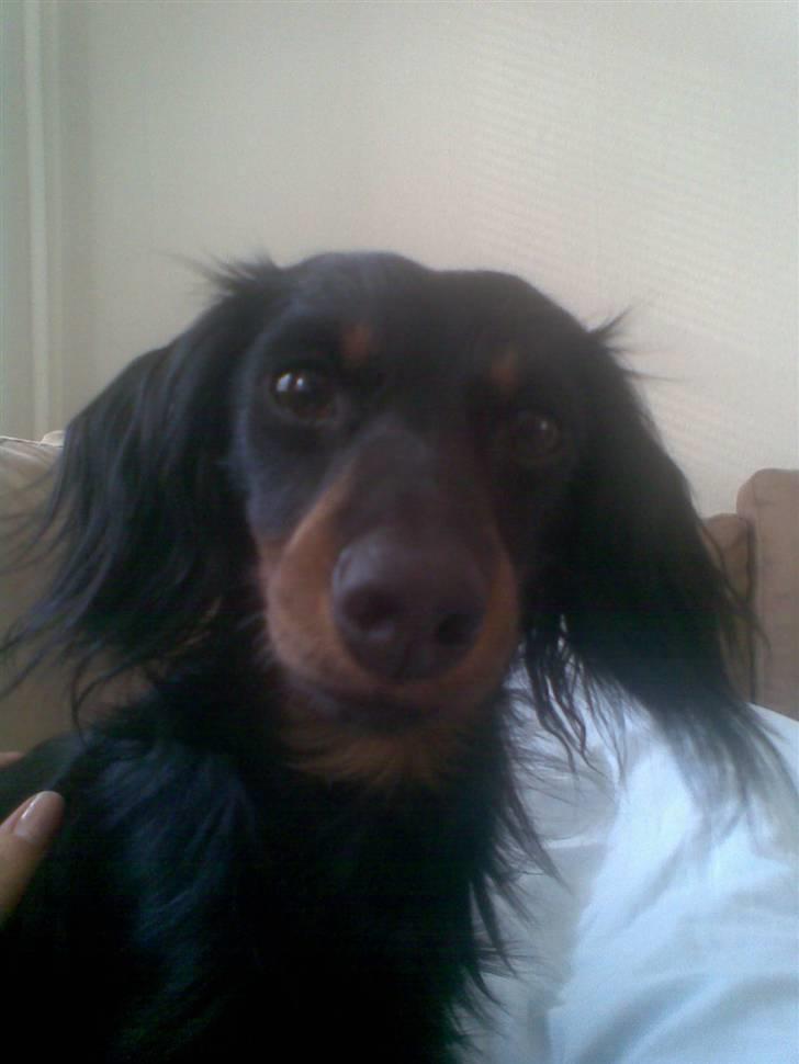 Miniature gravhund Alfred - Hej jeg hedder alfred.. Velkommen til min profil billede 1